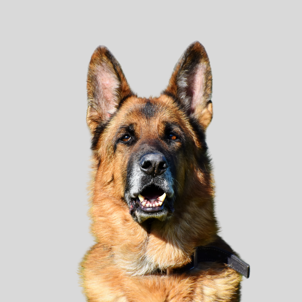 The History of German Shepherds: From Working Dogs to Beloved Companions