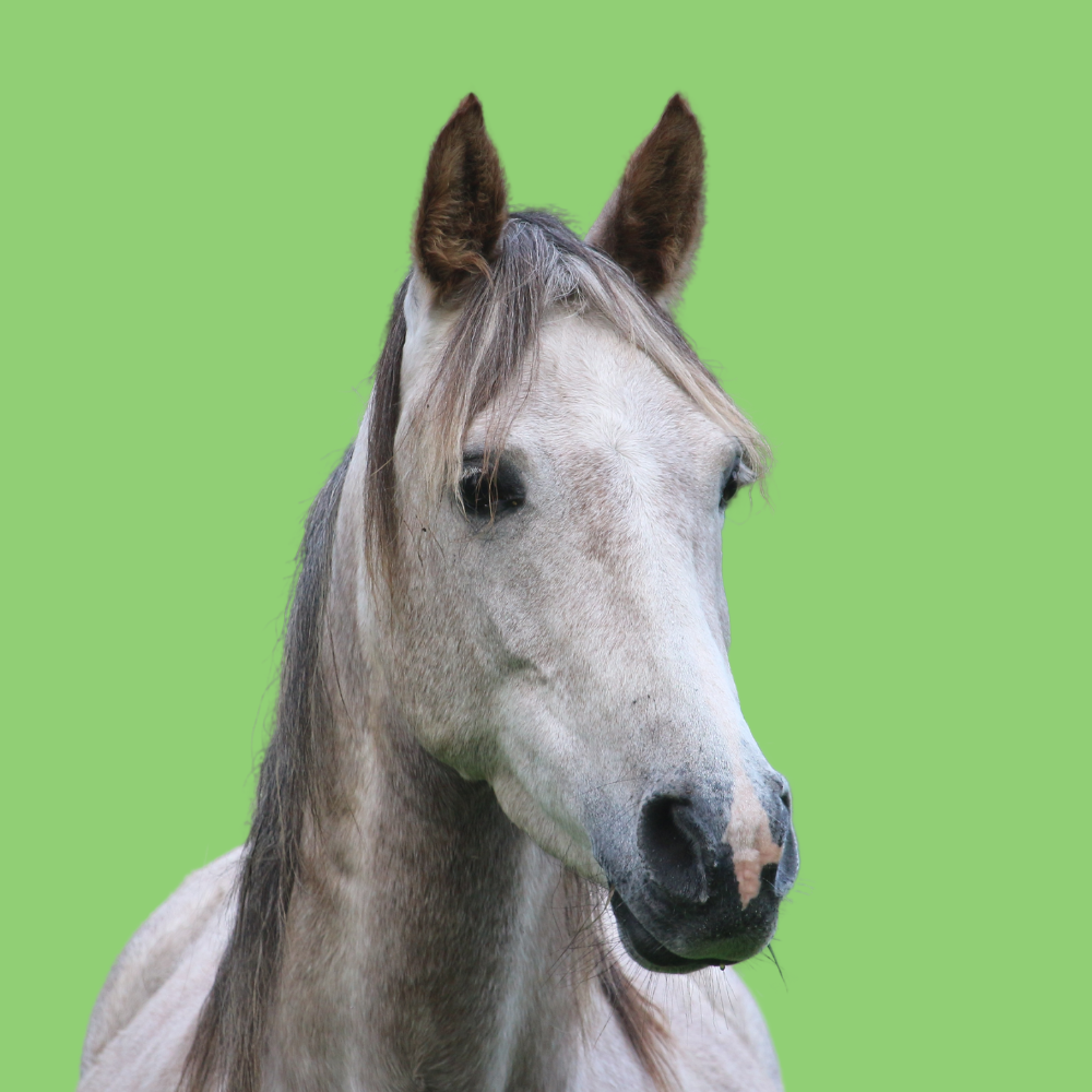 Understanding & Managing Laminitis in Horses