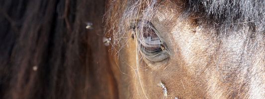 What Is Horse Fly Spray? A Complete Guide to Horse Fly Sprays, Citronella, DEET, PMD and Fly Repellents for Horses