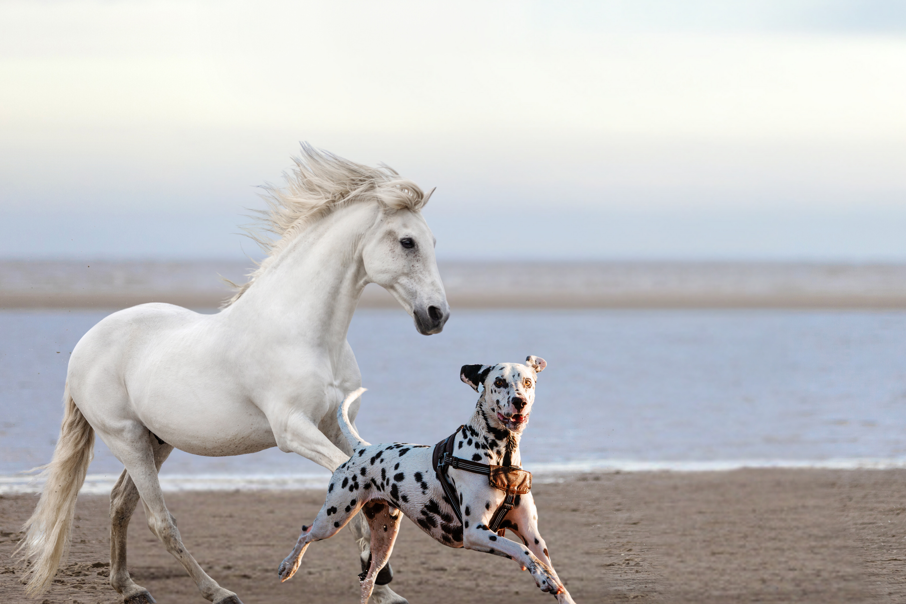 Dog and Horse on beach