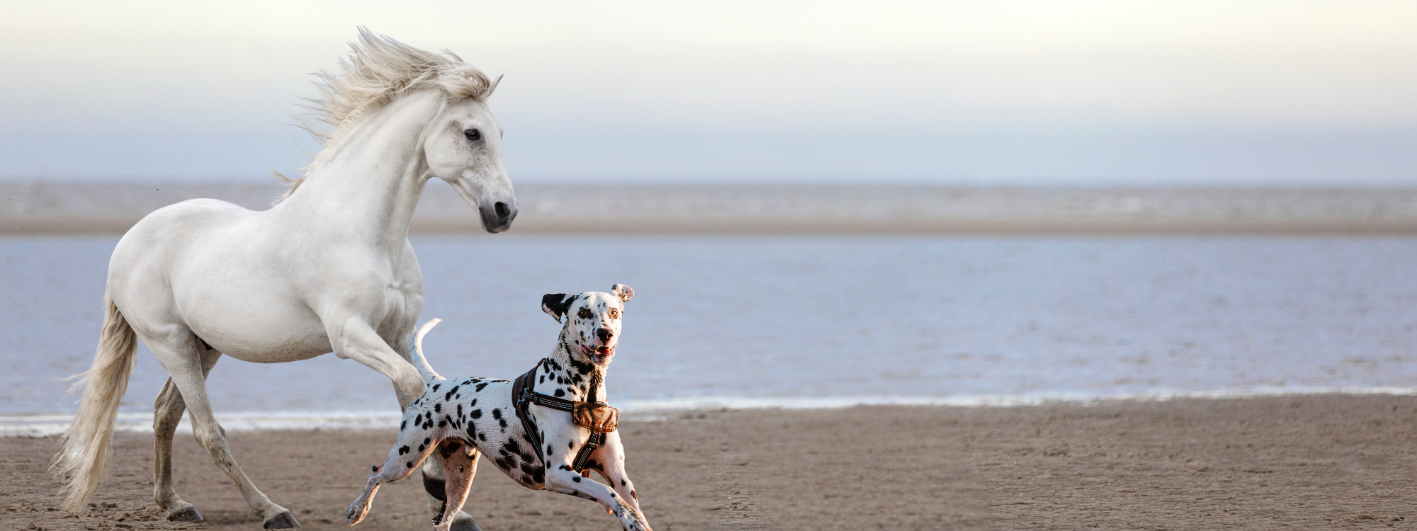 Dog and horse on beach